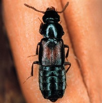 Rove beetle on some grain